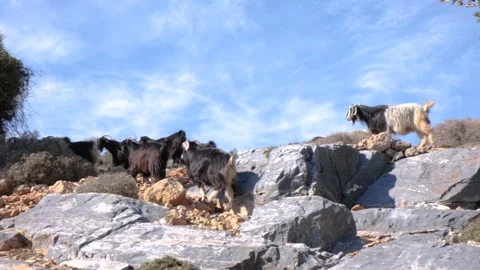 Goats Stock Footage 170576991