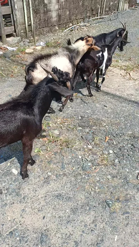 THE GOATS Video stock 220590240