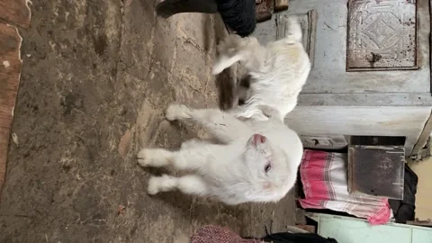 GOATS 스톡 동영상 230707388