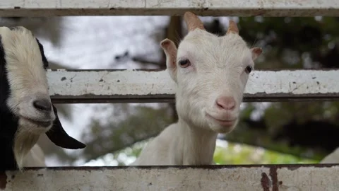 Goats Stock Footage 295471423