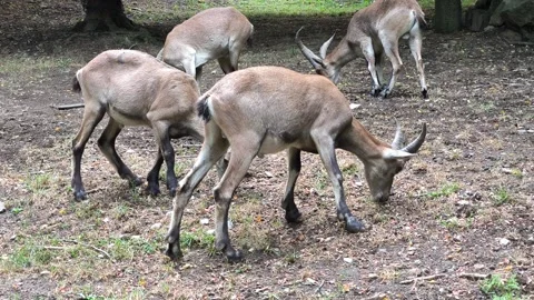 Goats Video stock 328740632