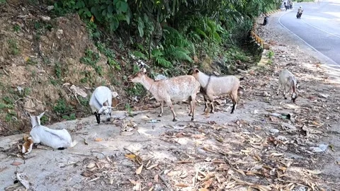 Goats Stock Footage 329908605