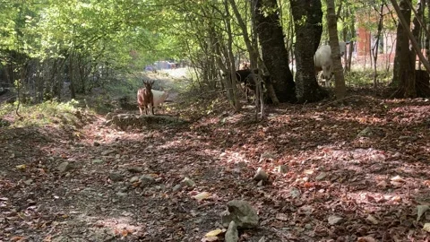 Goats in the forest Video stock 144868913