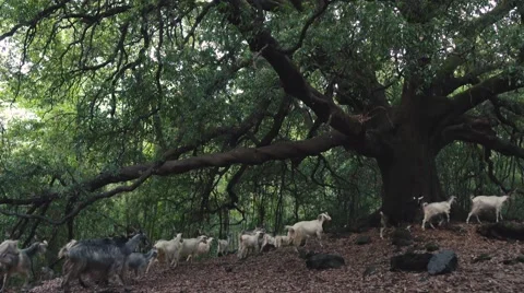 Goats in the forest under the tree in Sicily Stock Footage 67307608
