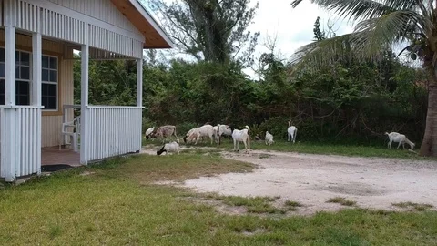 Goats Gathering in Local Yard, High Rock, Grand Bahama, Bahamas Stock Footage 88787888