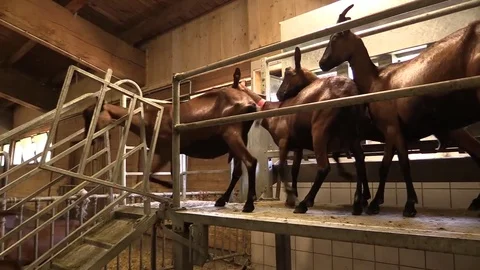 Goats that go to do the milking Stock Footage 77462130