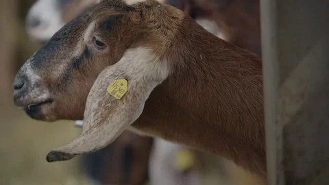 Goats on the goat farm Video stock 73544055