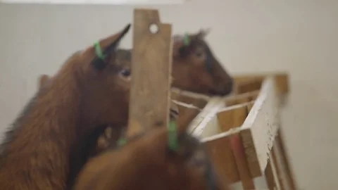 Goats on the goat farm Stock Footage