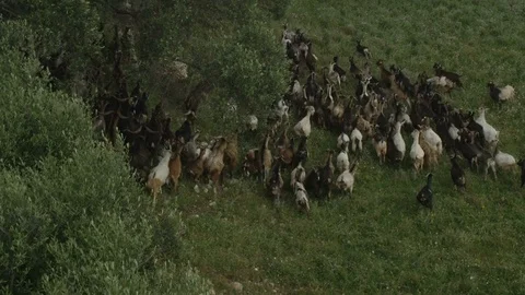 Goats Going on a Pasture Land Stock Footage 71127157