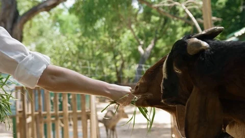 Goats grass feeding Stock Footage 103333612
