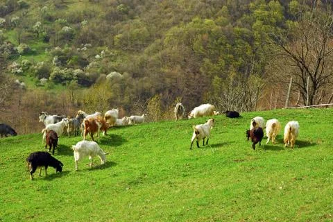Goats on grass Stock Photos