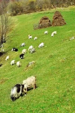 Goats on grass Foto stock