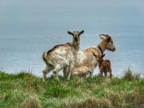Goats at the grass Stock Photos