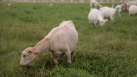 Goats grassing at meadow Stock Footage 57403147