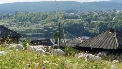 Goats graze in the clearing 스톡 동영상 80217902