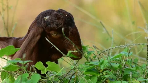 Goats graze on dried grass at a park Stock Footage 293000472