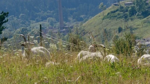 Goats graze Video stock 80235542
