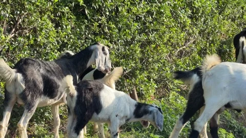 Goats graze on a grassy area while feeding among dense plants in a natural Stock Footage 331205741