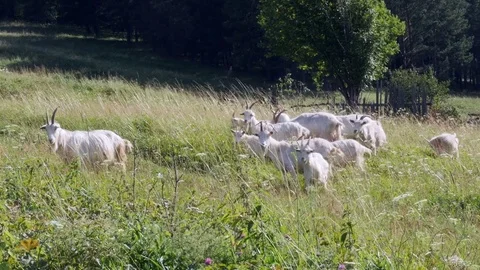 Goats graze the herd 스톡 동영상 80262705