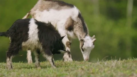Goats graze on the lawn Stock Footage 198150446