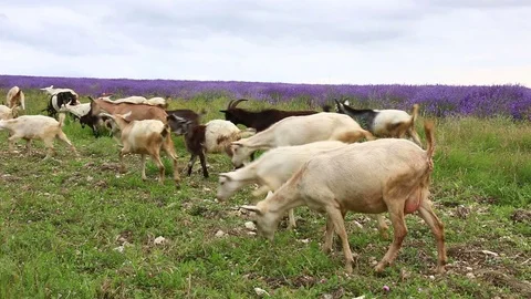 Goats graze in a meadow Stock Footage 78679761