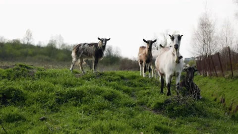 Goats graze on the meadow Video stock 196800048
