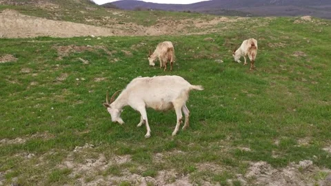 Goats graze in a meadow. Rustic landscape with pets Stock Footage 158944750