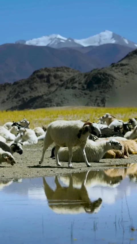 Goats graze on a mountain meadow (Vertical). Stock Footage 290160468