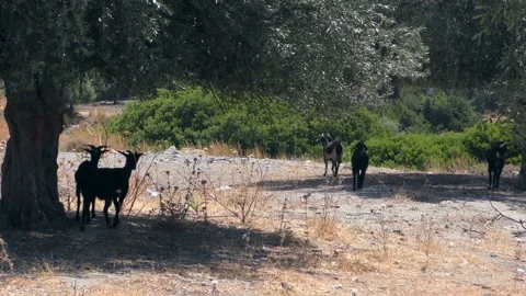 Goats graze in the shade of olive trees. Europe, Greece. Stock Footage 237445289