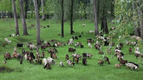 Goats graze in the woods Video stock 10712931