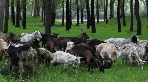 Goats graze in the woods Stock Footage 10713013