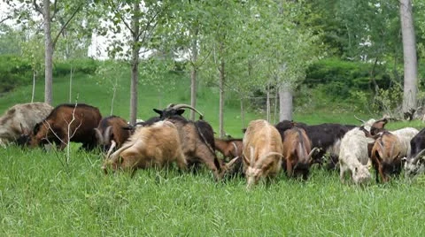 Goats graze in the woods Stock Footage 10713032