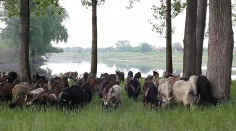 Goats graze in the woods Video stock 10713062