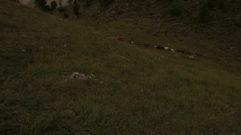 Goats grazing in antersas Video stock 79688649