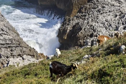 Goats grazing in The Cliffs of Hell with beautiful rock formations and cove.. Fotos Stock