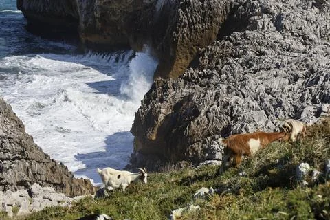 Goats grazing in The Cliffs of Hell with beautiful rock formations and cove.. Fotos Stock
