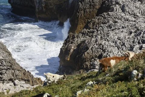 Goats grazing in The Cliffs of Hell with beautiful rock formations and cove.. Fotos Stock