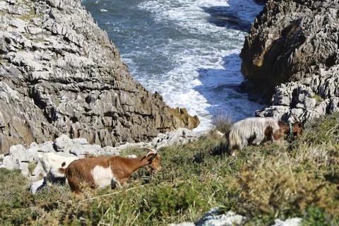 Goats grazing in The Cliffs of Hell with beautiful rock formations and cove.. Stock Photos