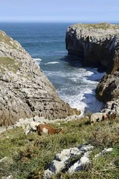 Goats grazing in The Cliffs of Hell with beautiful rock formations and cove.. Fotos Stock