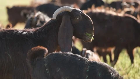 Goats Grazing Close Up In Meadow Video stock 336495319