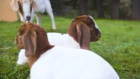 Goats grazing in the farm Stock Footage 87803207