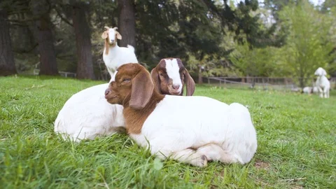 Goats grazing in the farm Stock Footage 87803215