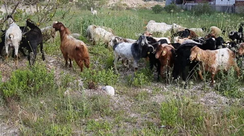 Goats grazing in the field Stock Footage 50555833