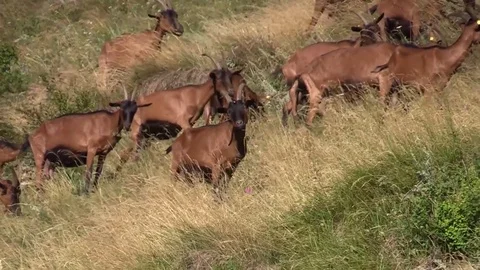 Goats grazing in a field Stock Footage 77472391