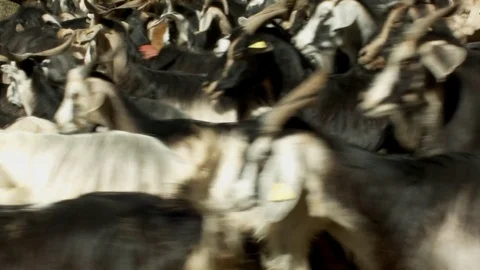 Goats grazing in the field Stock Footage 80052238