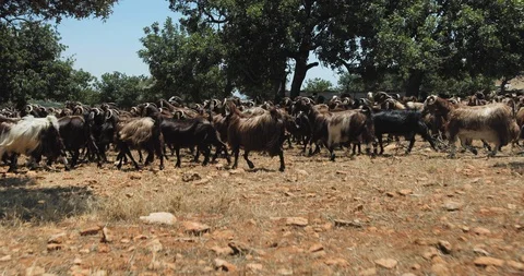 Goats grazing in the field Stock-Footage 93767627