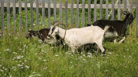 Goats grazing on field Stock Footage 99903967