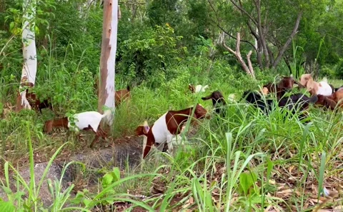 Goats grazing in the field. Vídeos de archivo 211695854