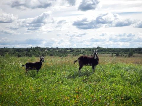Goats grazing in the field. Green grass, blue sky. ate farm Stock Photos