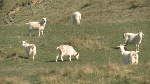 Goats grazing Stock Footage 823247